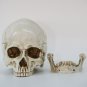 Skull Statues Sculptures Cranium Death's-Head 1:1 Model Scary Decor Skull Statue