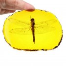 Chinese Amber Dragonfly Fossil Insects Yallow Amber Collection Manual Polishing