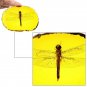 Chinese Amber Dragonfly Fossil Insects Yallow Amber Collection Manual Polishing