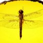 Chinese Amber Dragonfly Fossil Insects Yallow Amber Collection Manual Polishing