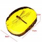 Chinese Amber Dragonfly Fossil Insects Yallow Amber Collection Manual Polishing