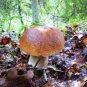 50g 1.8Oz Natural Wild Forest Mushrooms Dried Boletus for Sups Dishes Sauce Stew