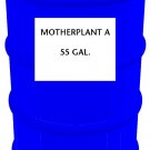 Motherplant A, 55 gal