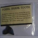 Fossil Shark Tooth Lot of 3