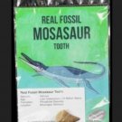 Mosasaur Fossil Dinosaur Tooth