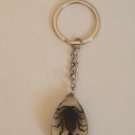 Real Scorpion Keychain Keyring Black Scorpion in Clear Drop Resin