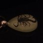 Real Scorpion Luminescent Keychain Keyring Black Scorpion Glow in the Dark
