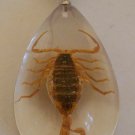 Real Scorpion Pendant Necklace Gold Scorpion in Clear Drop Resin