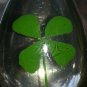 REAL Four Leaf Clover Pendant Necklace 4 Leaf in Clear Drop Resin Shamrock Irish