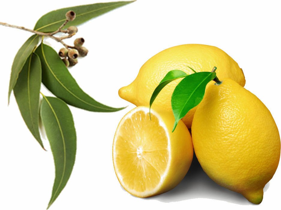 30 ML Lemon Eucalyptus Essential Oil 100% Pure Natural PREMIUM Therapeutic Grade Oils