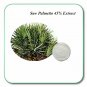 20 gm / Saw Palmetto Berry Extract Powder 45% Fatty Acids For Prostate Health Hair Loss