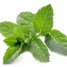 30 ML PREMIUM Spearmint Essential Oil 100% Pure Natural Uncut Therapeutic Grade Oils