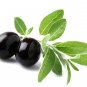 20 gm /   PURE Olive Leaf Extract Powder 20% Oleuropein Anti-oxidant Improve Immune System