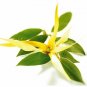 30 ML Stress Relief Essential Oil Blend 100% Pure Therapeutic Grade Aromatherapy Oils