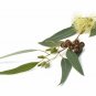 30 ML Breathe Easy Essential Oil Blend Respiratory Synergy Pure Therapeutic Grade Oils