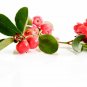 Deep Muscle Pain Relief Essential Oil Blend 100% Pure Therapeutic Grade Oils