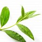 30 ml Purify Cleansing Essential Oil Blend Natural Disinfectant Therapeutic Grade Oils
