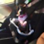 Dog Car Seat Bag Booster Belt Ride Safety Basket Storage Pocket Travel Pets
