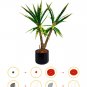 Dracaena Marginata Model Building Blocks Dragon Tree Potted Plant MOC Bricks Toy