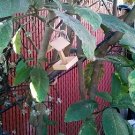 Oneida Life Wooden Bird Feeder
