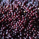 Organic Elderberry Kit