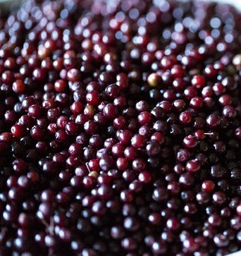 Organic Elderberry Kit