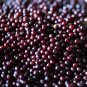 Organic Elderberry Kit - Double Batch
