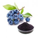 High quality Bluberry Extract