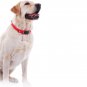Pet GPS Collar