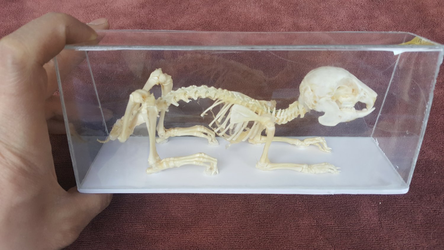 Real Rabbit Skeleton Bone Embedding Specimen Rabbit Model