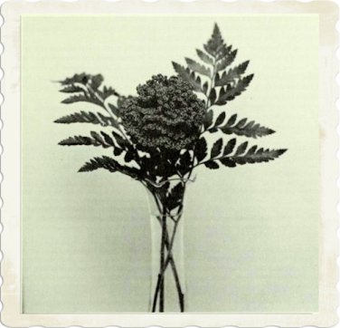 Vintage Crochet Pattern :  Carnation (flower) 1975