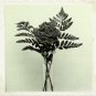 Vintage Crochet Pattern :  Carnation (flower) 1975