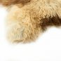 Aydin Sheepskin Rug Soft Natural Wool ,Beige Cream 2'2"x3'0" #678