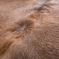 Aydin European Natural Cowhide Rug Hair-On-Hide Genuine Bovine Leather 5'7"x6'3"