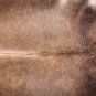 Aydin European Natural Cowhide Rug Hair-On-Hide Genuine Bovine Leather 5'7"x6'3"