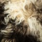 Aydin Sheepskin Rug Cream Dark Brown Wool 1'8"x3'0" #682