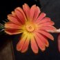 Silk flower boutinere