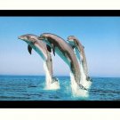 Beautiful Dolfins Sparkle Print Wall Sticker Poster Without Frame (20 X 28 Inches)