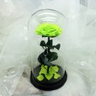 Preserved Fresh Flower,Enchanted Rose,Natural Eternal Life Rose in Glass Domewith Gift Box