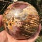 924g Natural COLORFUL RAINBOW FANTASTIC Madagascar Petrified Wood ball - #MH7