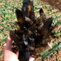 TOP!!Natural smoky black quartz cluster crystal specimen healing yellow Quartz