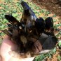 TOP!!Natural smoky black quartz cluster crystal specimen healing yellow Quartz
