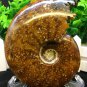 Natural Ammonite Nautilus Shell Jurrassic Fossil Specimen Madagascar 381g HLS10
