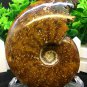 Natural Ammonite Nautilus Shell Jurrassic Fossil Specimen Madagascar 381g HLS10