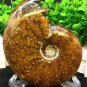 Natural Ammonite Nautilus Shell Jurrassic Fossil Specimen Madagascar 381g HLS10