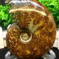 Natural Ammonite Nautilus Shell Jurrassic Fossil Specimen Madagascar 381g HLS10