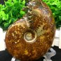 Natural Ammonite Nautilus Shell Jurrassic Fossil Specimen Madagascar 381g HLS10