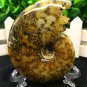 Natural Ammonite Nautilus Shell Jurrassic Fossil Specimen Madagascar 161g HLS7