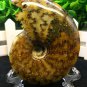 Natural Ammonite Nautilus Shell Jurrassic Fossil Specimen Madagascar 161g HLS7