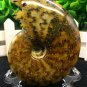 Natural Ammonite Nautilus Shell Jurrassic Fossil Specimen Madagascar 161g HLS7